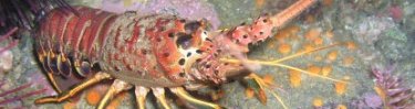 California Spiny Lobster - Photo by Dan Richards